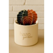 Haangarden Gymnocalycium Variegata Kaktüs