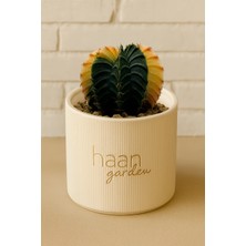 Haangarden Gymnocalycium Variegata Kaktüs