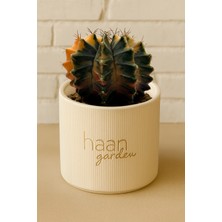 Haangarden Gymnocalycium Variegata Kaktüs