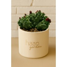 Haangarden Euphorbia Ssp Kaktüs