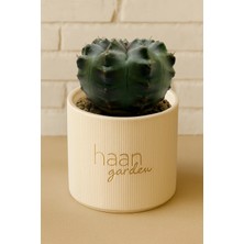 Haangarden Gymnocalycium Daydream Hybrid Kaktüs