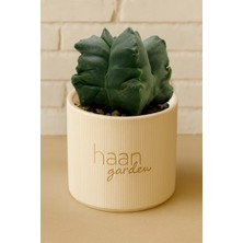 Haangarden Astrophytum Kikko Kaktüs