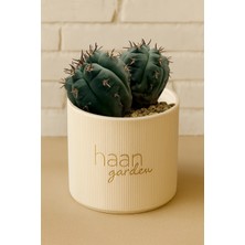 Haangarden Gymnocalycium Spegazzinii Kaktüs