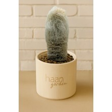 Haangarden Espostoa Lanata Kaktüs