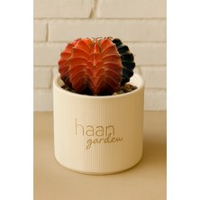 Haangarden Gymnocalycium Variegata Kaktüs