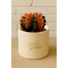 Haangarden Gymnocalycium Variegata Kaktüs