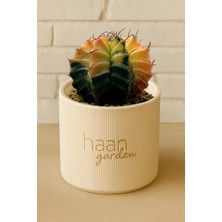 Haangarden Gymnocalycium Variegata Kaktüs