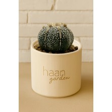 Haangarden Astrophytum Asterias Starshape Kaktüs