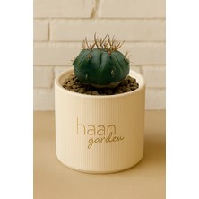 Haangarden Gymnocalycium Matucana Kaktüs