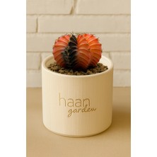 Haangarden Gymnocalycium Variegata Kaktüs