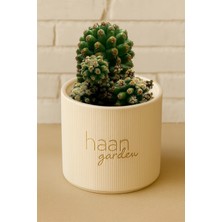 Haangarden Echinocactus Grusonii Kaktüs