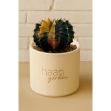 Haangarden Gymnocalycium Variegata Kaktüs