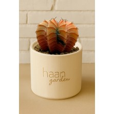 Haangarden Gymnocalycium Variegata Kaktüs