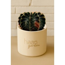 Haangarden Gymnocalycium Variegata Kaktüs