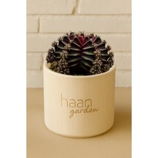 Haangarden Gymnocalycium Beloved Kaktüs