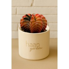 Haangarden Gymnocalycium Variegata Kaktüs