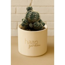 Haangarden Gymnocalycium Bruchii Kaktüs