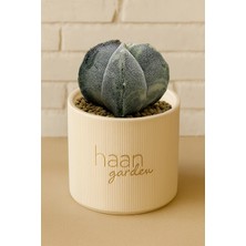 Haangarden Astrophytum Myriostigma Onzuka Variegata Kaktüs