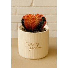 Haangarden Gymnocalycium Variegata Kaktüs