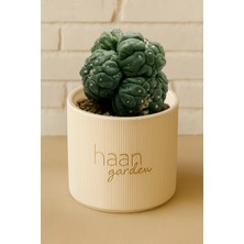 Haangarden Astrophytum Lizard Skin Kaktüs