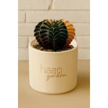 Haangarden Gymnocalycium Variegata Kaktüs