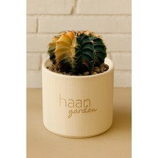 Haangarden Gymnocalycium Variegata Kaktüs