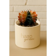Haangarden Gymnocalycium Variegata Kaktüs