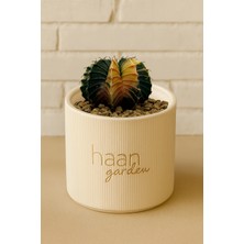 Haangarden Gymnocalycium Variegata Kaktüs