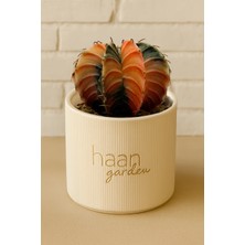 Haangarden Gymnocalycium Variegata Kaktüs