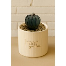 Haangarden Frailea Kaktüs