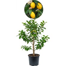 Fidan Sepetim 3 Yaş Mayer Yediveren Limon Fidanı *Saksılı*