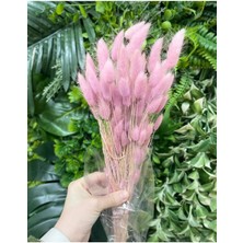 Pembe Pamuk Otu Kuru Çiçek