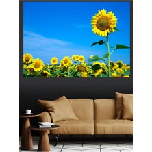 Mushen Studio Ayçiçeği Tarlası Günebakan Mavi Gökyüzü Doğa Kanvas Tablo