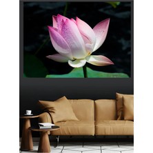 Mushen Studio Pembe Nilüfer Çiçeği Su Üzerinde Damla Lotus Kanvas Tablo