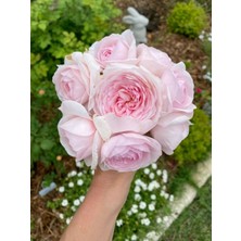 Doğaşık Kamelya Çiçekli Gül Fidanı – 1-2 Yaş Tüplü