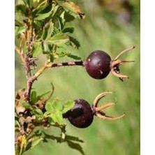 Doğaşık Siyah Kuşburnu Fidanı - 50 70 cm (Rosa Pimpinellifolia) Saksılı