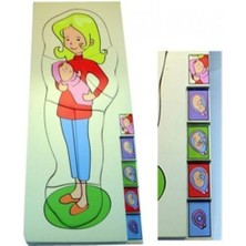 Özgürce Eğitici Ahşap Puzzle, Hamilelik ve Gelişim Evreleri Için Montessori Oyunu