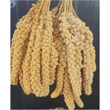 Mestore Vitaking Kuşlar Için Doğal Sarı Dal Darı 100 gr - 60671