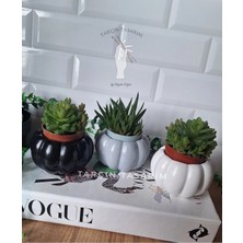 Tarçın Tasarım El Yapımı 3'lü Kabak Tasarımlı Mini Dekoratif Saksı (Kaktüs Dahil Değildir)