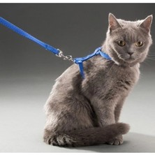 Freedom Storee Kedi Boyun ve Göğüs Tasması