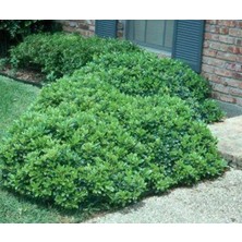 Pitos (Pittosporum Tobira Nana) Dış Mekan