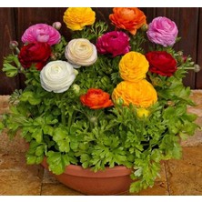 Leaf Shop Çiçeği Tohumu (Katmerli Büyük Çiçekli) Karışık Renkli - 5 Tohum