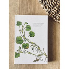 Leaf Shop Tanıtım Özel Tasarım Baskılıkapaklı A5 Kareli Not Defteri - 180 Derece Açılabilir, Sırtı DIKIŞLI,%100 El Işçiliği, Ofis Için Ideal, Planlayıcı (Ranunculus Lenormand Kapak Tasarımı)