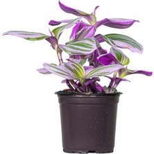 Leaf Shop Nanouk 15 cm Telgraf Çiçeği 4 Dal