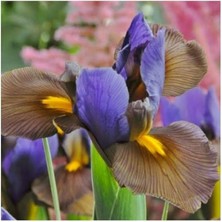 Leaf Shop Golden Beauty Iris Süsen Soğanı - 10 Adet