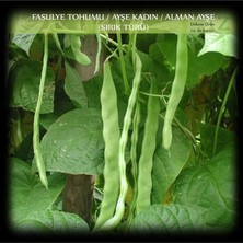 Leaf Shop Organik Ayşe Kadın Fasülye Tohumu 250 Gr. (650+ Adet) Alman Ayşe Fasulye Tohumu Sırık Fasulye Tohumu