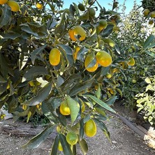 Leaf Shop Boy Bol Meyveli Kamkat (Kumkuat) Fidanı (Aşılı 3-4 Yaşlarında Ağaç)