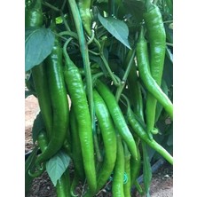 Leaf Shop Garden Doğal Sivri Sera Demre Biberi 100 Ad. Tohum