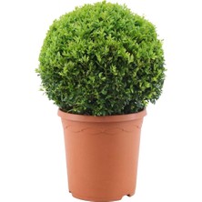 Leaf Shop Şimşir Fidanı 3 Yaşında[