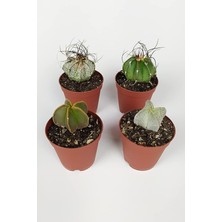 Leaf Shop Lü Astrophytum Özel Tür Kaktüs Seti 5.5 cm Saksıda